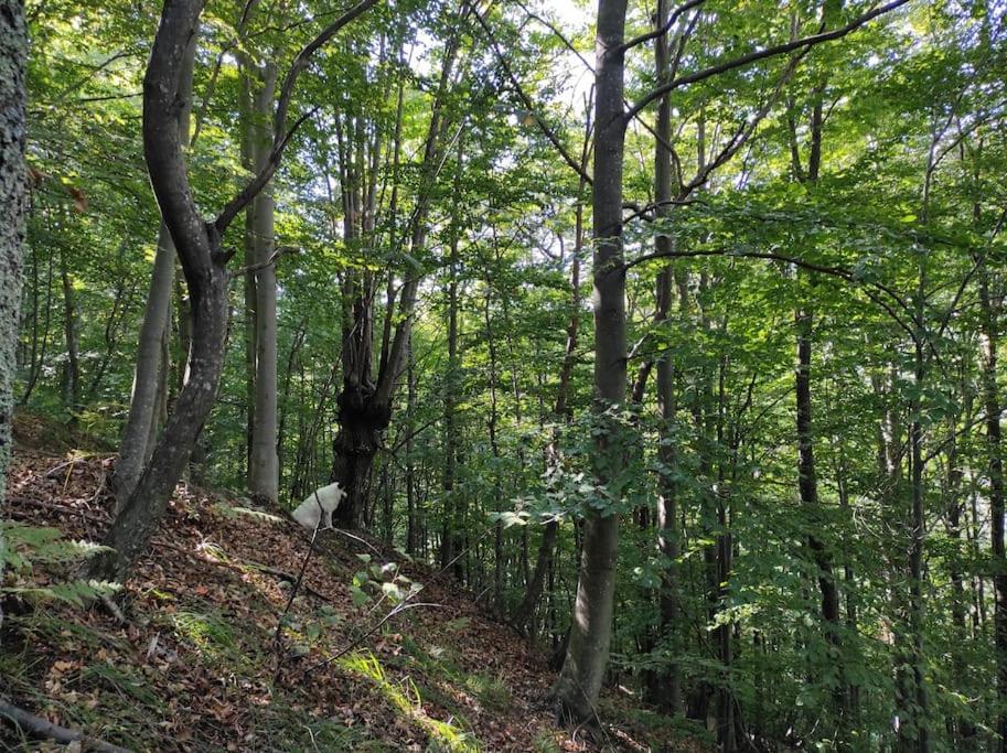 Casa Del Cios Calda E Intima Casetta Immersa Nel Verde Delle Montagne Alpe Basciumo Exterior photo